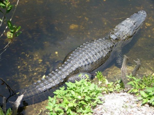 een alligator in het Six Mile Cypress Slough Preserve | Fort Myers
